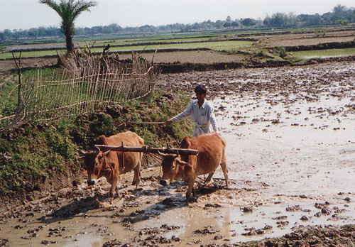 Bauer in Bangladesh