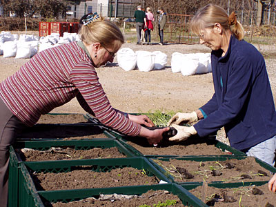 community garden Berlin - Jungpflanzen