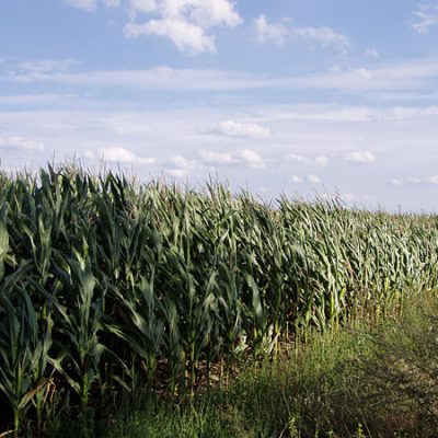 Maisfeld