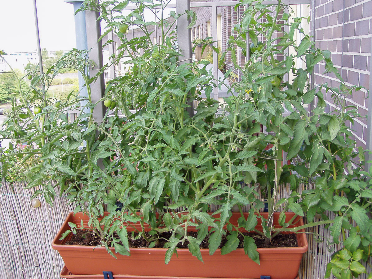 Tomatenpflanzen auf dem Balkon