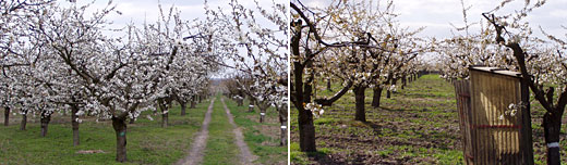 blühende Obstbäume bei Werder