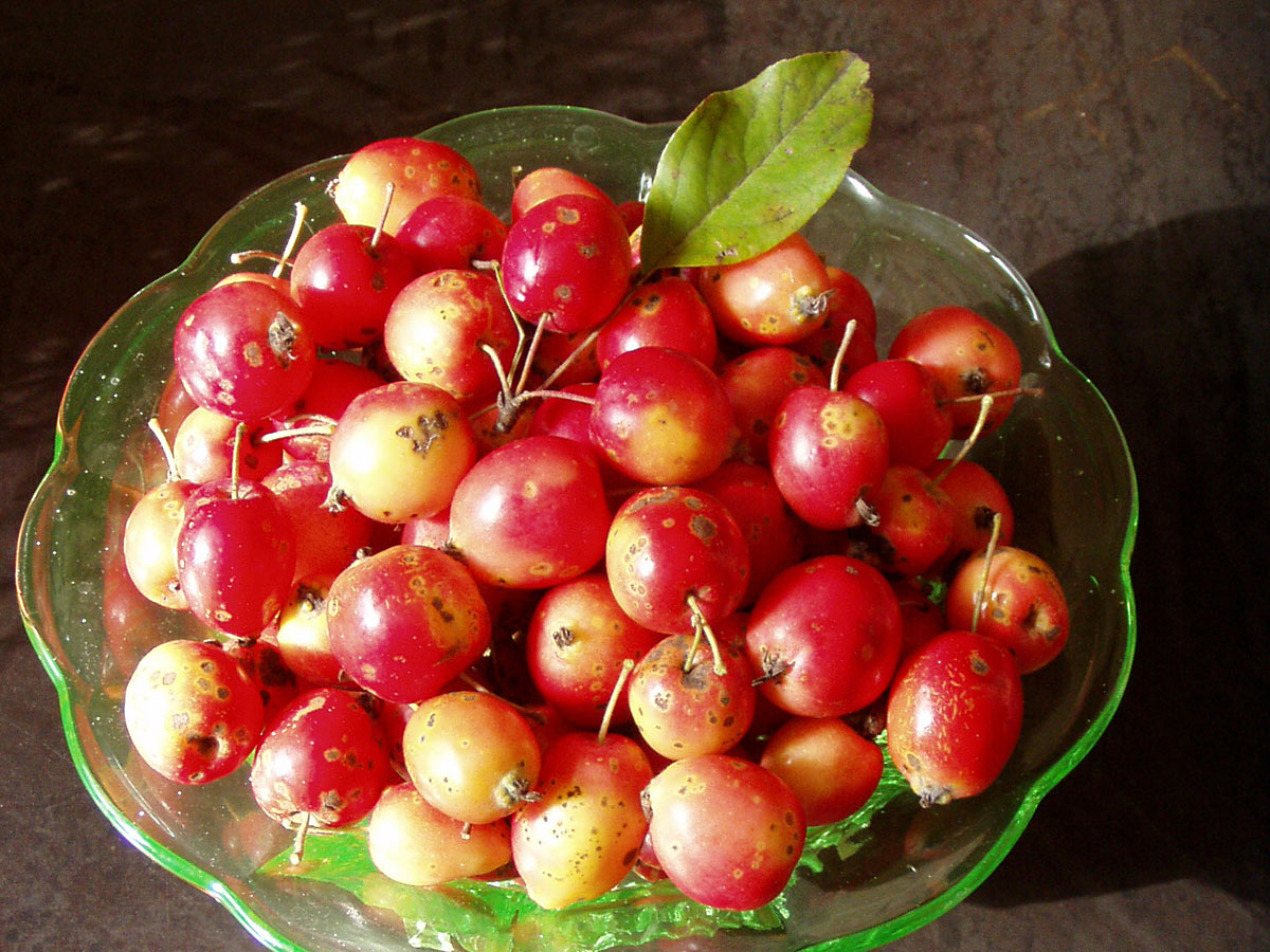 Zieräpfel-Ernte